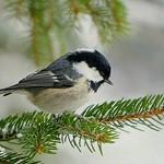 Московка / Periparus ater
