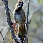 Western Whipbird / Psophodes nigrogularis