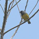 Свинцовая эуфония / Euphonia plumbea