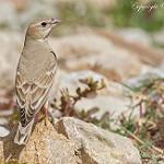 Короткопалый воробей / Carpospiza brachydactyla
