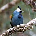 Paramythiidae фото