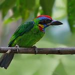 Red-crowned Barbet / Psilopogon rafflesii