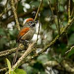 Silvery-throated Spinetail / Synallaxis subpudica