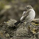 Paramo Ground Tyrant / Muscisaxicola alpinus
