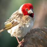 Красноголовая квелия / Quelea erythrops