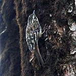 Сычуаньская пищуха / Certhia tianquanensis