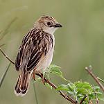 Большая цистикола / Cisticola robustus
