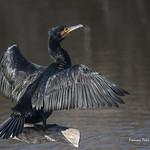 Большой баклан / Phalacrocorax carbo