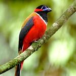 Red-naped Trogon / Harpactes kasumba