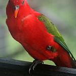Желтоспинный лори / Lorius garrulus