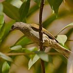 Пятнистый медоуказчик / Indicator maculatus