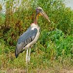 Greater Adjutant / Leptoptilos dubius