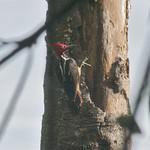 Guayaquil Woodpecker / Campephilus gayaquilensis