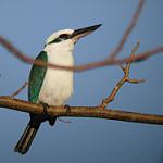 Mariana Kingfisher / Todiramphus albicilla