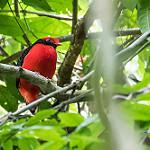 Black-necked Red Cotinga / Phoenicircus nigricollis