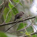Дымчатая гевара / Myiotheretes fumigatus