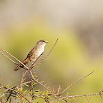 Spinifexbird / Poodytes carteri
