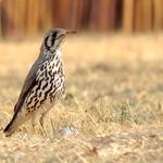 Дрозд-землекоп / Turdus litsitsirupa
