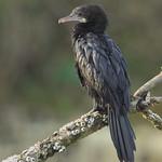 Little Cormorant / Microcarbo niger
