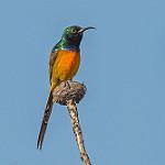 Orange-breasted Sunbird / Anthobaphes violacea
