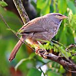 Jungle Babbler / Argya striata