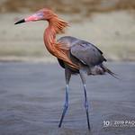 Рыжеватая цапля / Egretta rufescens