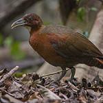 Tsingy Forest Rail / Mentocrex beankaensis
