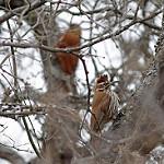 Большой мечник / Xiphocolaptes major