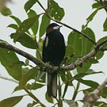 White-eared Solitaire / Entomodestes leucotis