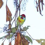 Versicolored Barbet / Eubucco versicolor