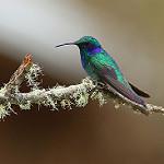 Синегрудый фиалкоух / Colibri thalassinus
