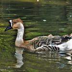 Swan Goose / Anser cygnoides