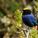 Корольковая танагра / Iridosornis rufivertex