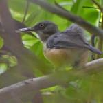 Kemp's Longbill / Macrosphenus kempi
