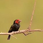 Red-faced Barbet / Lybius rubrifacies