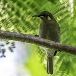 Cryptic Honeyeater / Microptilotis imitatrix