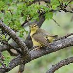 Tickell's Leaf Warbler / Phylloscopus affinis