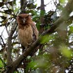 Филиппинский филин / Ketupa philippensis