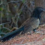 Фазаний кукаль / Centropus phasianinus