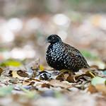 Black-breasted Buttonquail / Turnix melanogaster