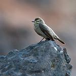 Прибрежный мухолов / Ochthornis littoralis