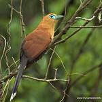 Raffles's Malkoha / Rhinortha chlorophaea