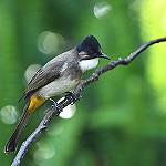 Brown-breasted Bulbul / Pycnonotus xanthorrhous