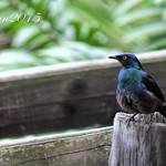 Kenrick's Starling / Poeoptera kenricki