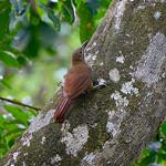 Uniform Woodcreeper / Hylexetastes uniformis