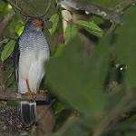 Cryptic Forest Falcon / Micrastur mintoni