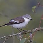 White-rumped Monjita / Xolmis velatus