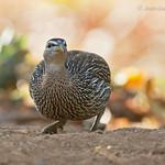 Double-spurred Spurfowl / Pternistis bicalcaratus
