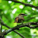 Пёстрый бентеви / Myiodynastes maculatus