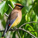 Cedar Waxwing / Bombycilla cedrorum